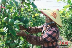 （乡村行·看振兴）广西钦州“钦果9号”百香果蓄势“闯”海外
